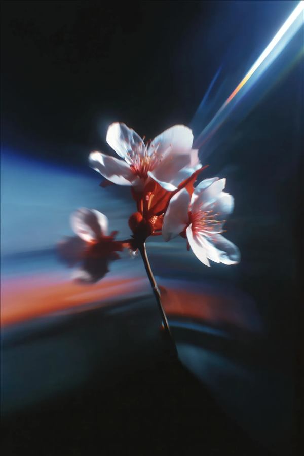 Primer plano de una flor blanca con destellos de luz de colores cruzando el fondo oscuro.